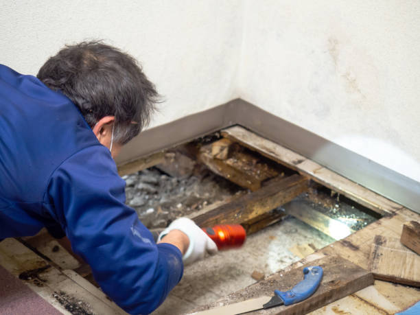 Best White Mold Remediation in St Paris, OH