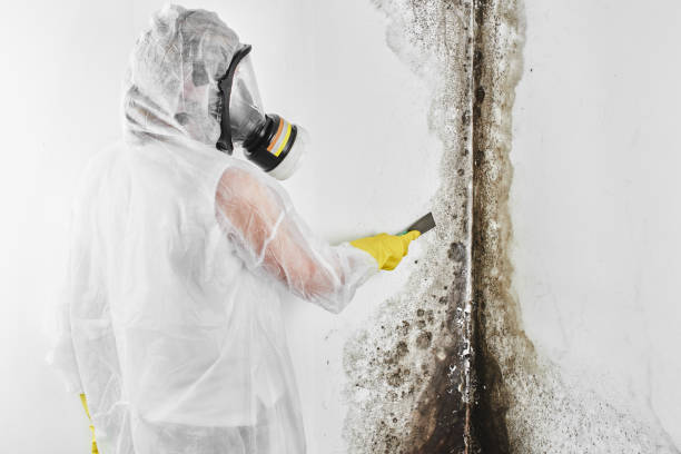 Best White Mold Remediation in St Paris, OH