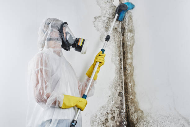 Best Localized Mold Remediation (e.g., coastal areas, humid climates) in St Paris, OH