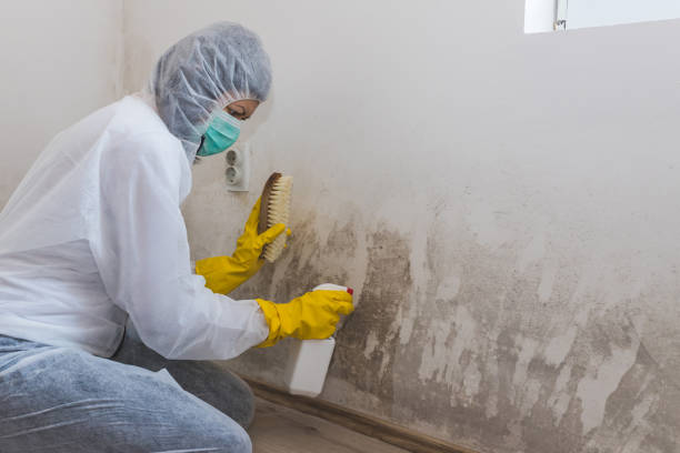 Best Bathroom Mold Remediation in St Paris, OH