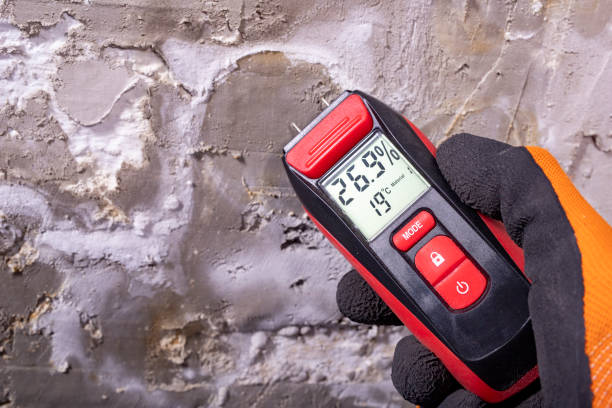 Best Insurance-Related Mold Remediation in St Paris, OH