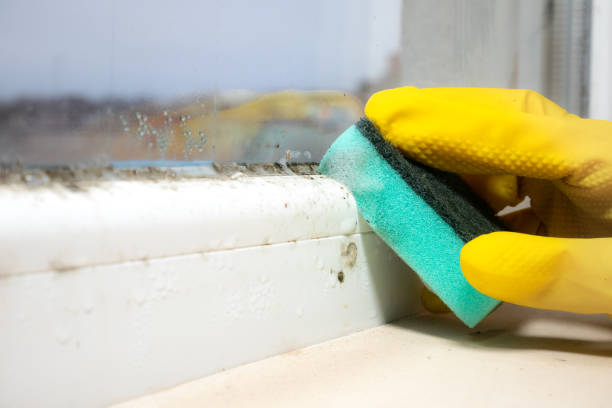 Best Health and Safety Mold Remediation in St Paris, OH