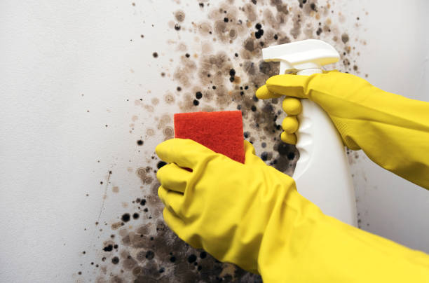 Best Industrial Mold Remediation in St Paris, OH