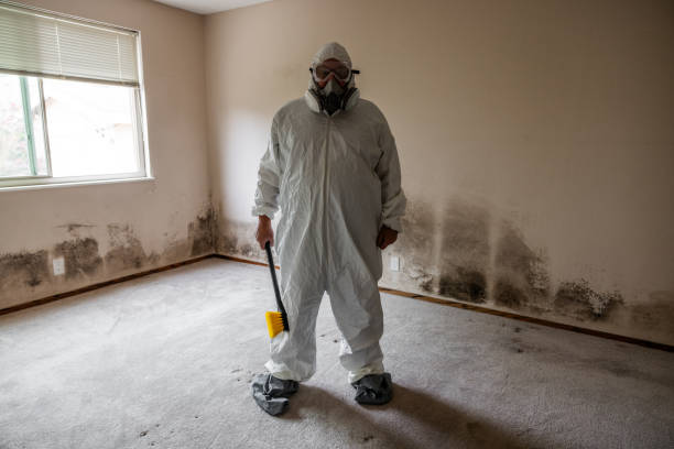 Best DIY Mold Remediation Support Services in St Paris, OH