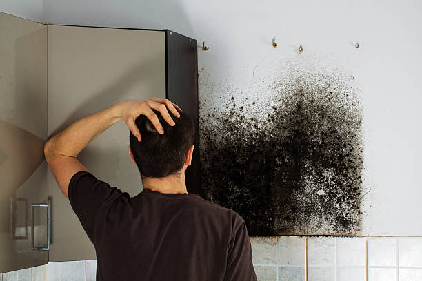 Best Basement Mold Remediation in St Paris, OH