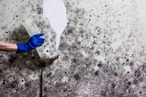 Best Preventive Mold Services in St Paris, OH